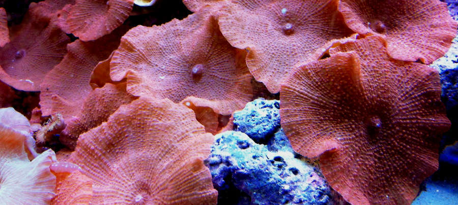 images Red Mushroom Coral