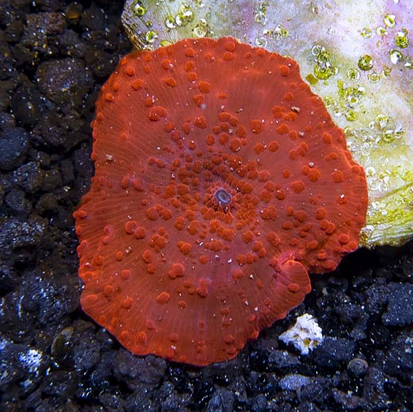 pics Red Mushroom Coral