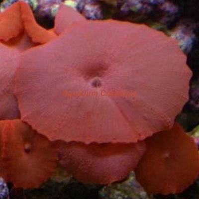 pic Red Mushroom Coral