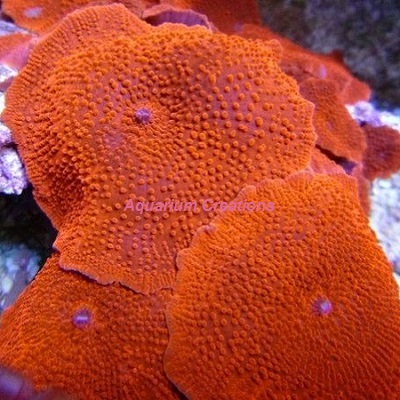 pics Red Mushroom Coral