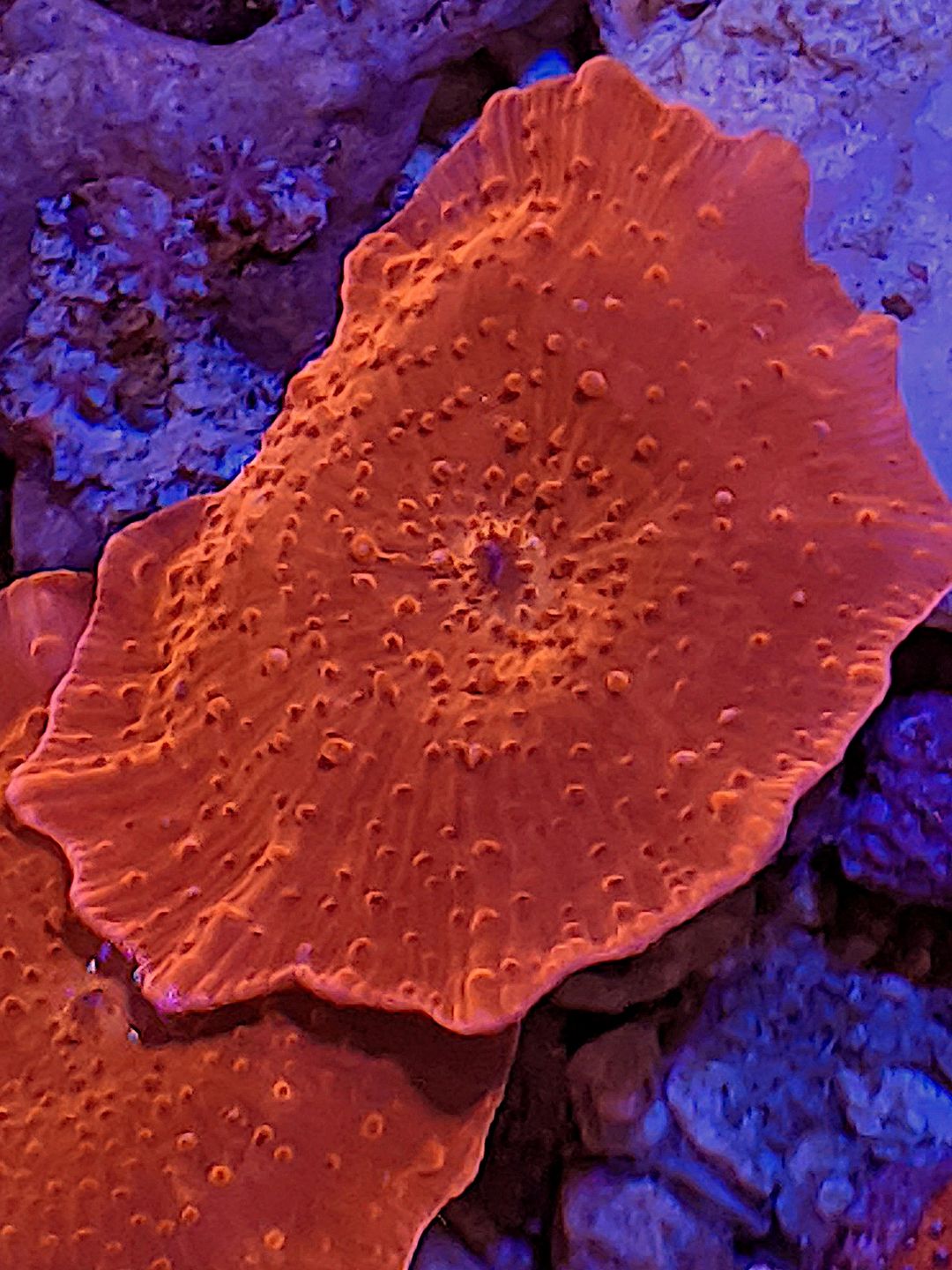 picture Red Mushroom Coral