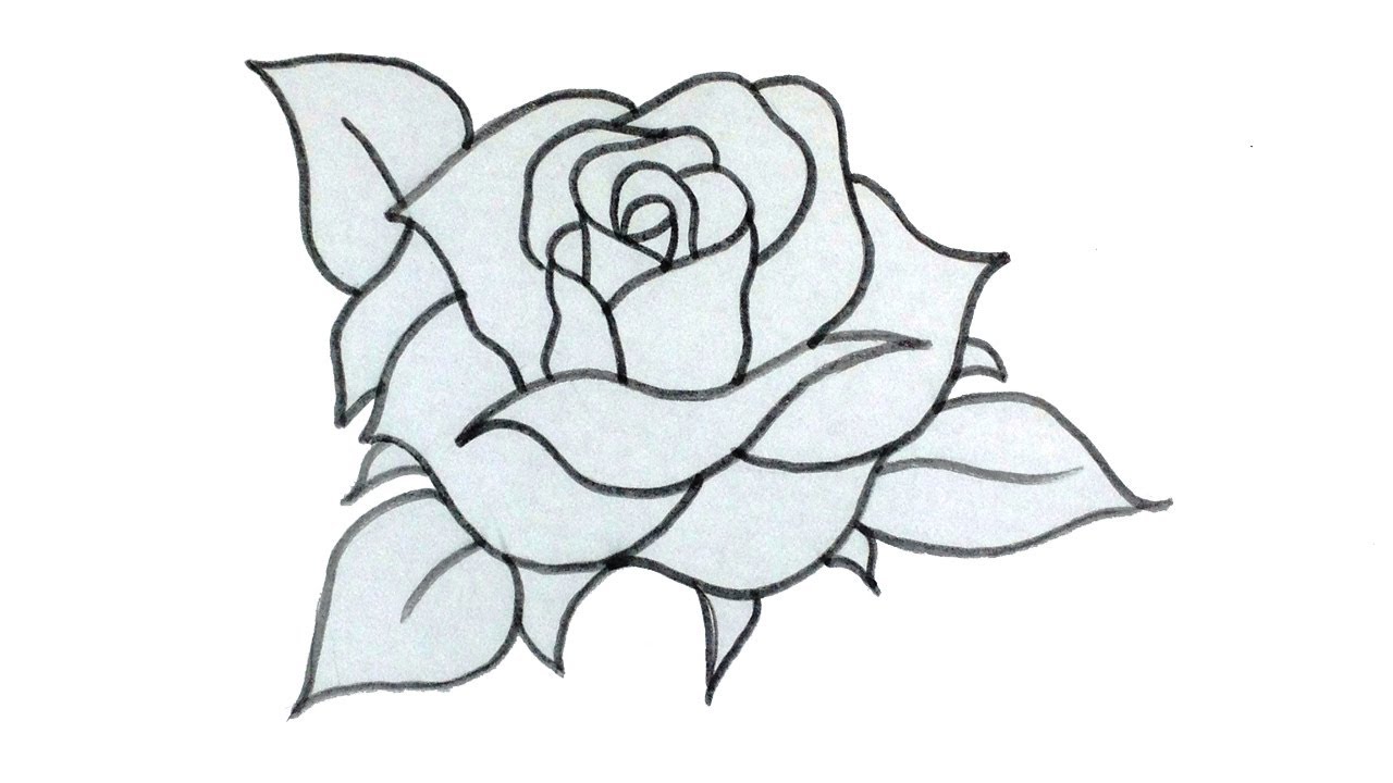 pics Roses Drawing Easy