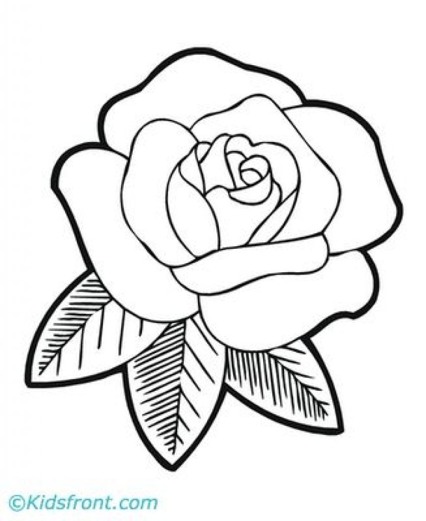 picture Roses Drawing Easy