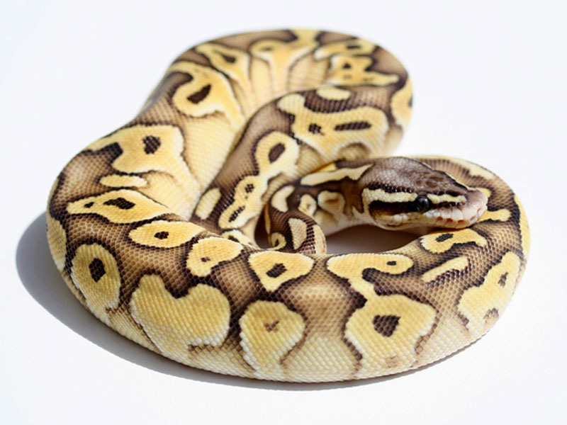 wallpapers Super Butter Pastel Ball Python