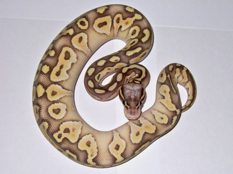 pic Super Butter Pastel Ball Python