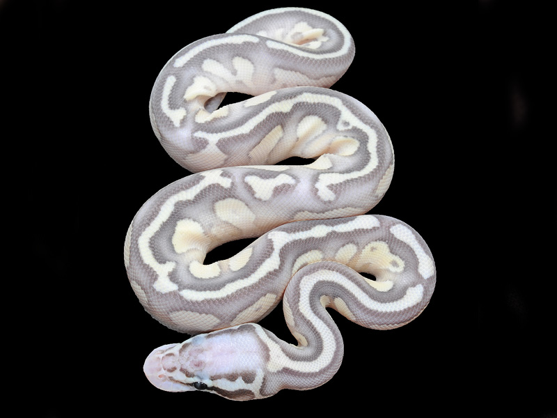 pics Super Butter Pastel Ball Python