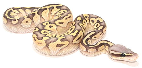 wallpapers Super Butter Pastel Ball Python