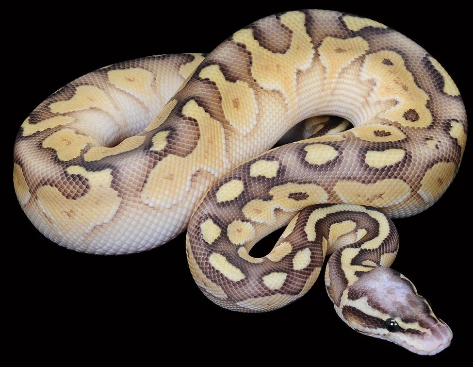 pics Super Butter Pastel Ball Python