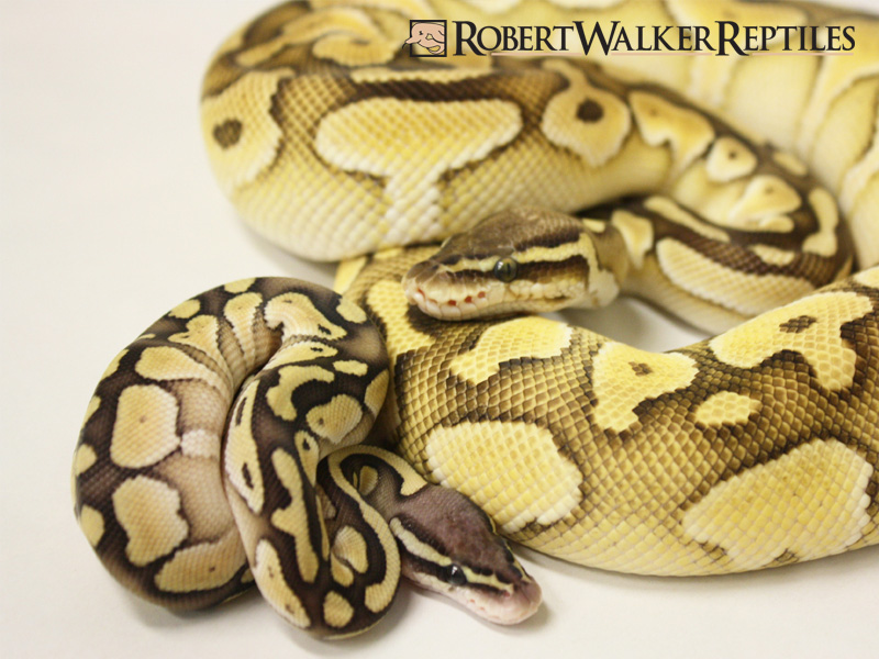 pic Super Butter Pastel Ball Python